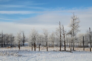 Obraz na płótnie Canvas Cold Trees, Elk Island National Park, Alberta