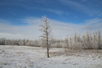 Decemeber Frost, Elk Island National Park, Alberta