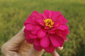 flower in the hand