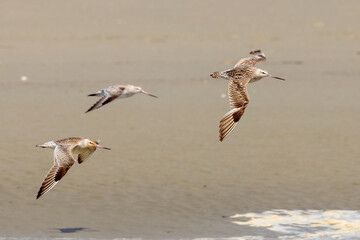 Bar-tailed Godwit - Limosa lapponica
