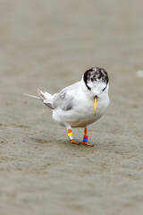 New Zealand Fairy Tern - Sternula nereis