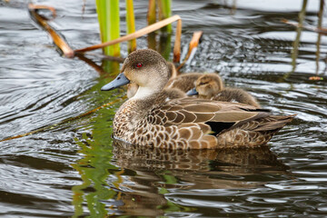 Grey Teal - Anas gracilis