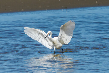 Little Egret - Egretta garzetta