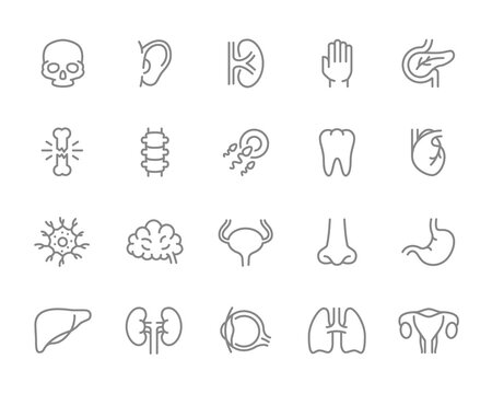Set of human organs line icon. Tooth, egg sperm, brain, bladder, nose, stomach, liver and more.