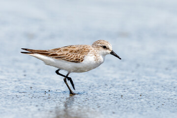 Red-necked Stint - Calidris ruficollis