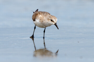Red-necked Stint - Calidris ruficollis