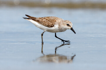 Red-necked Stint - Calidris ruficollis