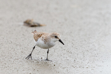 Red-necked Stint - Calidris ruficollis