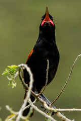 North Island Saddleback - Philesturnus rufusater