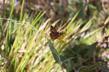 butterfly on flower