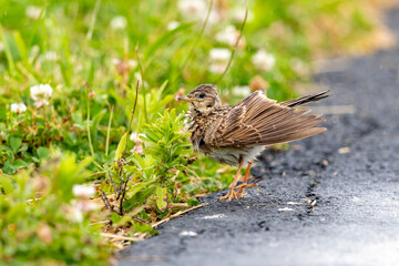 Eurasian Skylark - Alauda arvensis