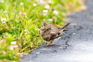 Eurasian Skylark - Alauda arvensis