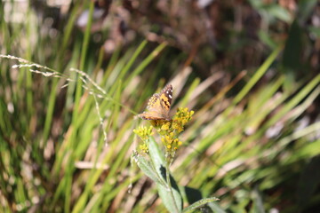 butterfly on flower