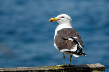 Southern Black-backed Gull - Larus dominicanus