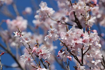 Blue sky and cherry blossoms