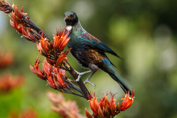 Tui - Prosthemadera novaeseelandiae
Endemic honeyeater of New Zealand