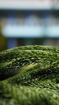 Green Trees