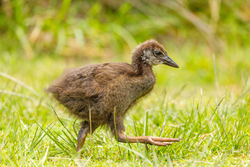 Weka - Gallirallus australis
Endemic flightless rail of New Zealand