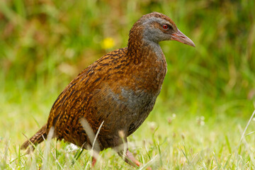 Weka - Gallirallus australis
Endemic flightless rail of New Zealand