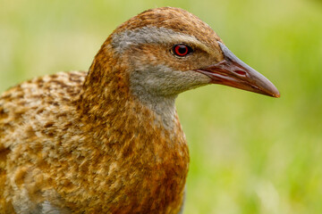 Weka - Gallirallus australis
Endemic flightless rail of New Zealand