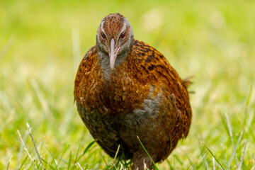 Weka - Gallirallus australis
Endemic flightless rail of New Zealand