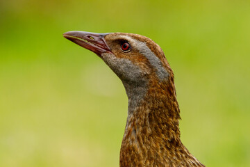 Weka - Gallirallus australis
Endemic flightless rail of New Zealand