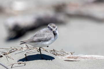 Wrybill Anarhynchus frontalis - Endemic Shorebird of New Zealand