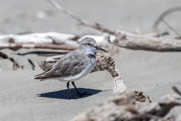 Wrybill Anarhynchus frontalis - Endemic Shorebird of New Zealand