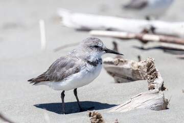 Wrybill Anarhynchus frontalis - Endemic Shorebird of New Zealand