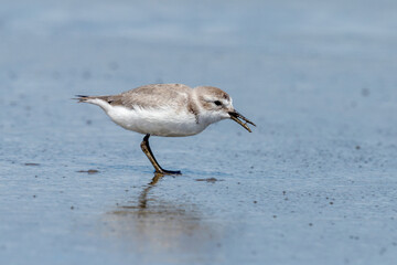 Wrybill Anarhynchus frontalis - Endemic Shorebird of New Zealand