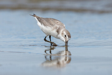 Wrybill Anarhynchus frontalis - Endemic Shorebird of New Zealand