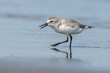 Obraz premium Wrybill Anarhynchus frontalis - Endemic Shorebird of New Zealand