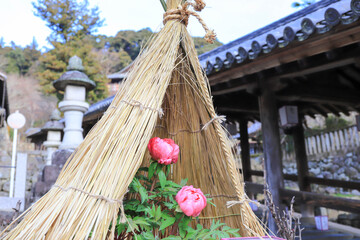 奈良の長谷寺の寒牡丹