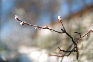 branch of a tree