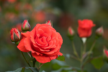 Bright red roses in bloom