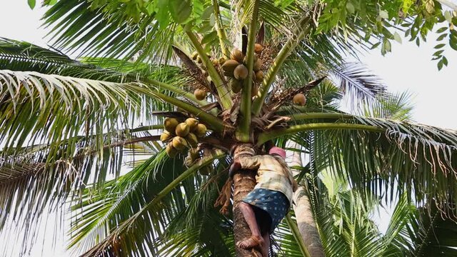 Man climbing on coconut tree 4K slow motion video or footage in coconut farm, farmer plucking pulling coconuts. Man working on Agriculture field  cultivation, harvest time rural village Kerala India.