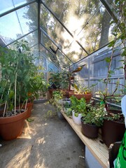 greenhouse with plants