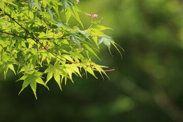 色付く前の紅葉