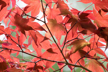 真っ赤に色付く紅葉