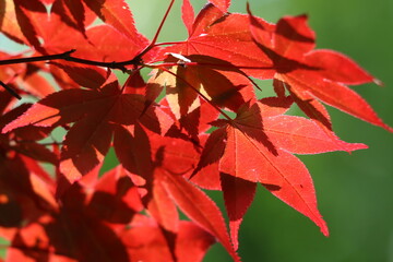 真っ赤に色付く紅葉