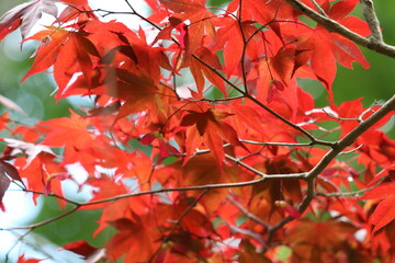 真っ赤に色付く紅葉