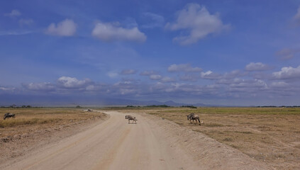 Fototapeta na wymiar The dirt road winds along the African savannah. Wildebeests are slowly crossing the track. Yellow grass on the roadside. The mountains in the distance Beautiful cumulus clouds in the blue sky. Kenya. 