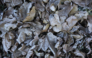 Frozen leaves on the ground 