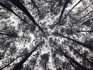 black and white trees at Kampung Singkur Indonesia, captured from the ground.