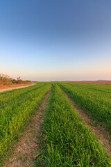 Fototapeta na wymiar Trails formed from the wheels of a tractor in the middle of a green field of growing wheat, Israel