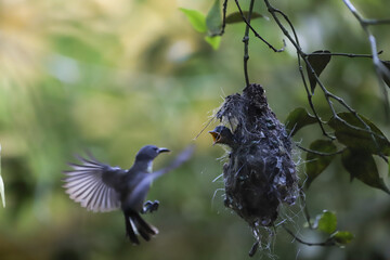 Mother Bird flying for its nest and its babies waiting for mother bird