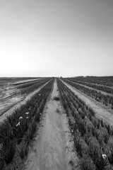 A field with rows of daffodils for sale, the Israeli winter at sunset, black and white