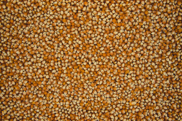 Raw Pop Corn Kernel Background