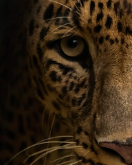 Close up portrait of leopard