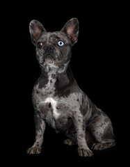 french bulldog in studio